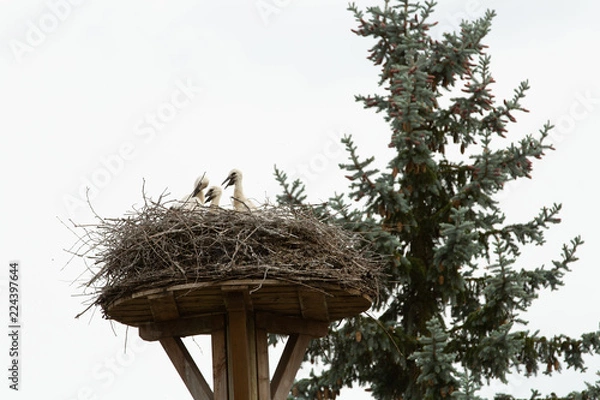 Obraz junge Störche in Nest