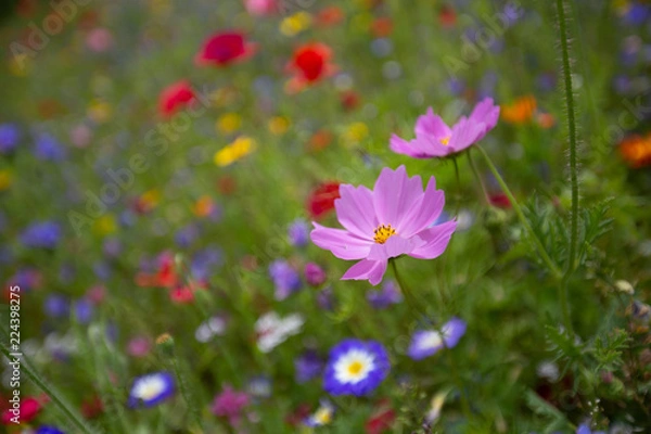 Obraz Frühlingswiese