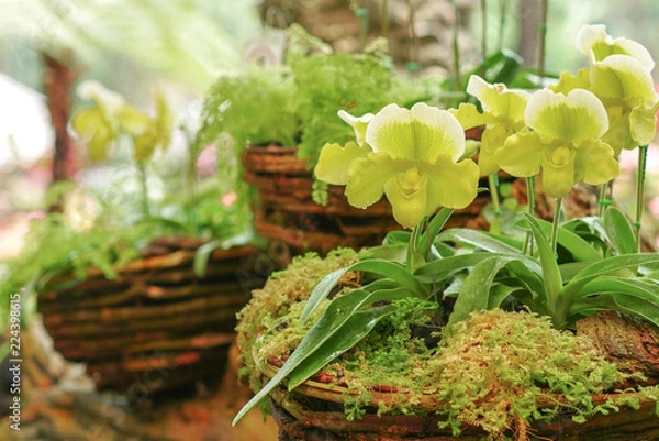 Obraz Lady's slipper orchid