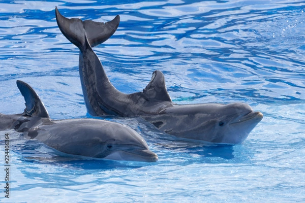 Obraz Two dolphins stranded on the shore