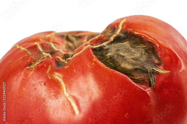 Obraz Spoiled red tomato isolated on white background.