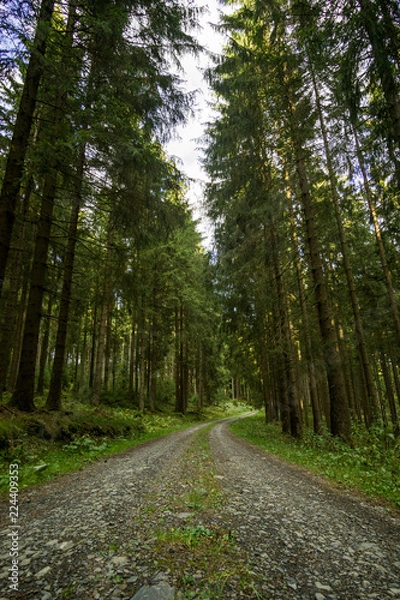 Obraz Ein kleiner Blick durch den Wald