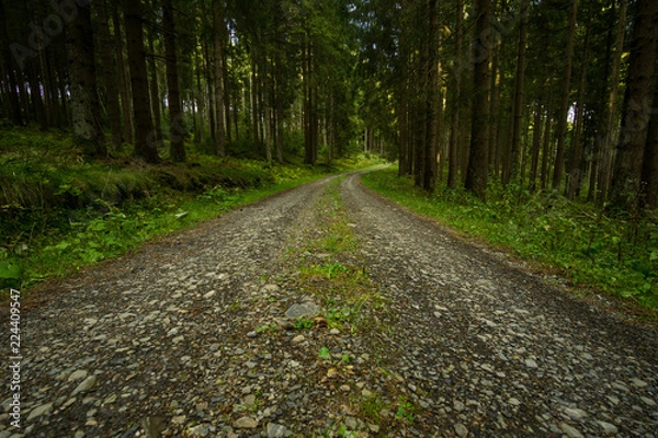 Obraz Ein kleiner Blick durch den Wald