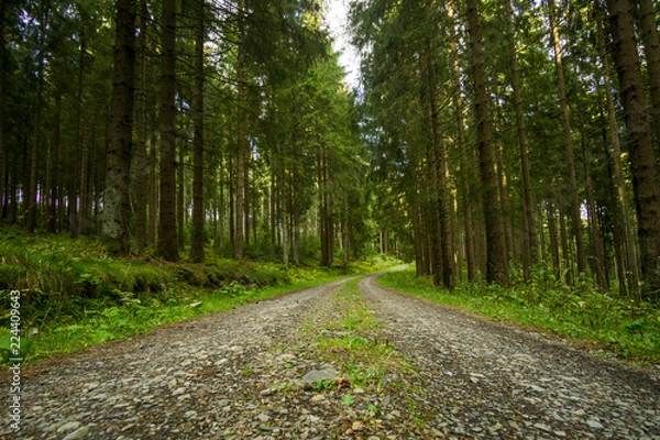 Obraz Ein kleiner Blick durch den Wald