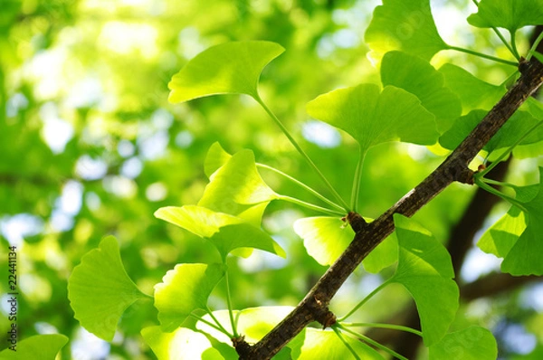 Obraz 新緑の枝葉