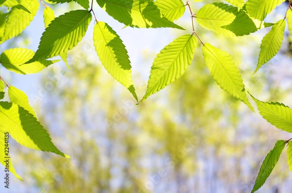 Fototapeta 新緑の葉