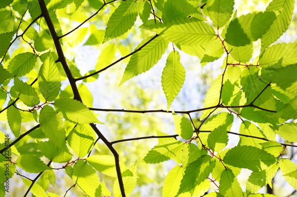 Obraz 新緑の枝葉