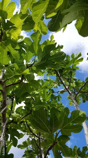 Obraz Landscape Clouds Skyline 