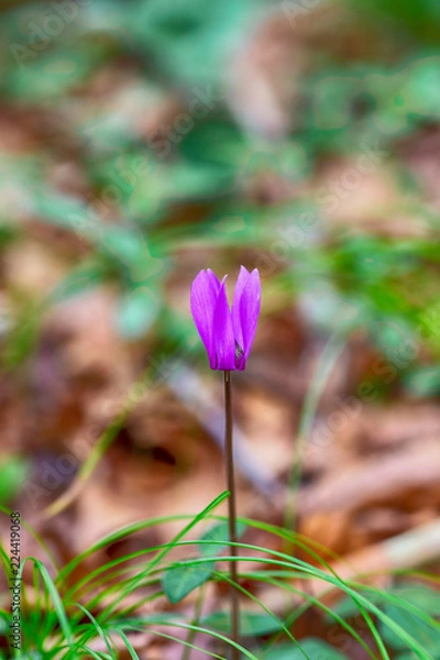 Obraz Mountain alpine flowers