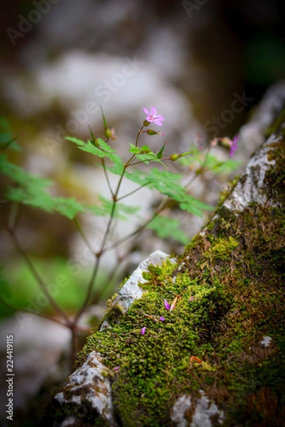 Fototapeta Mountain alpine flowers
