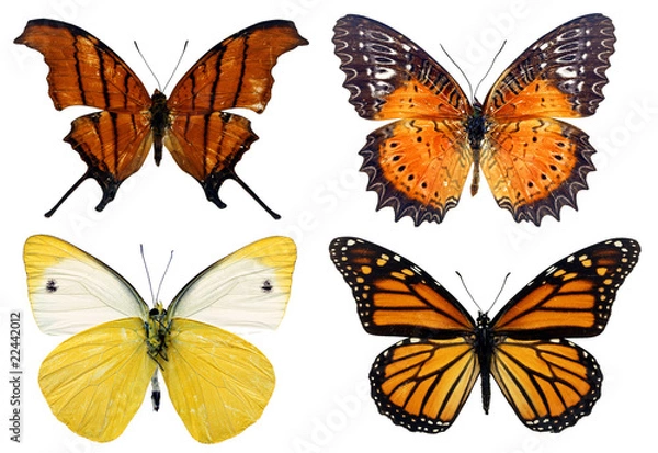 Obraz Some various butterflies isolated on white