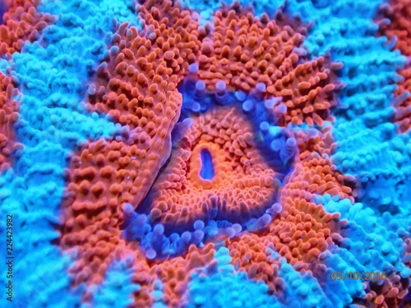 Obraz Coral Reef Ocean 