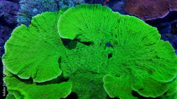 Obraz Coral Reef Ocean 