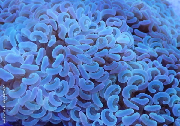 Obraz Coral Reef Ocean 