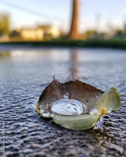 Obraz Water Drop Reflection on Leave