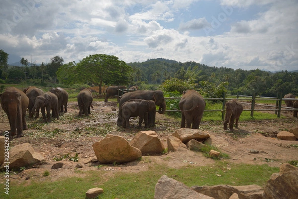 Obraz Pinnawala Elephant Orphanage