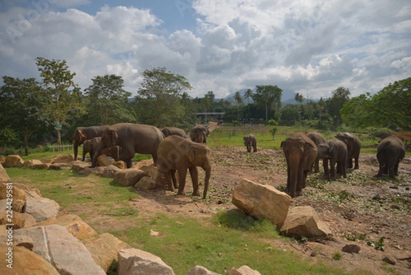 Obraz Pinnawala Elephant Orphanage