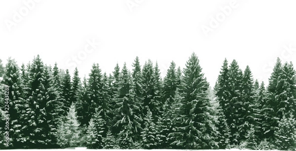 Fototapeta Świerkowy las pokryty świeżym śniegiem w okresie zimowych świąt Bożego Narodzenia. Scena zimowa jest duotone z ograniczoną paletą kolorów. Ilustracji wektorowych.