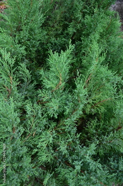 Fototapeta The densely growing fragrant branches of the juniper are common in early autumn.