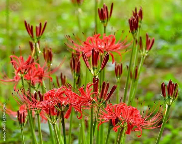 Fototapeta 雨上がりの彼岸花