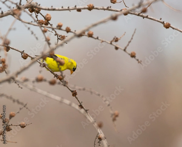 Fototapeta An American Goldfinch perched on a branch in summer