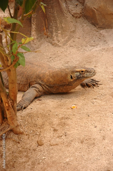 Obraz komodo dragon