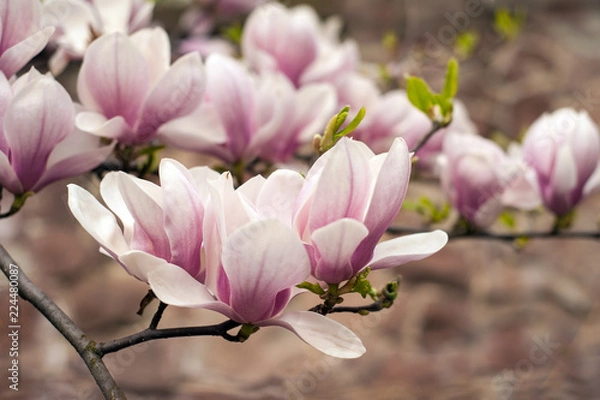 Fototapeta Zakończenie widok różowa kwitnąca magnolia. Piękny wiosenny kwiat dla magnolii tulipanów różowe kwiaty.