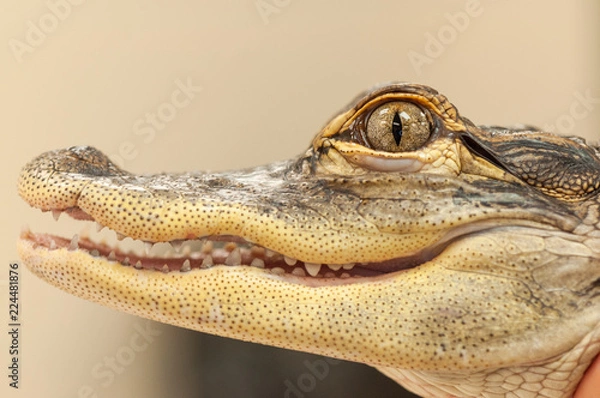Obraz Common Caiman Closeup