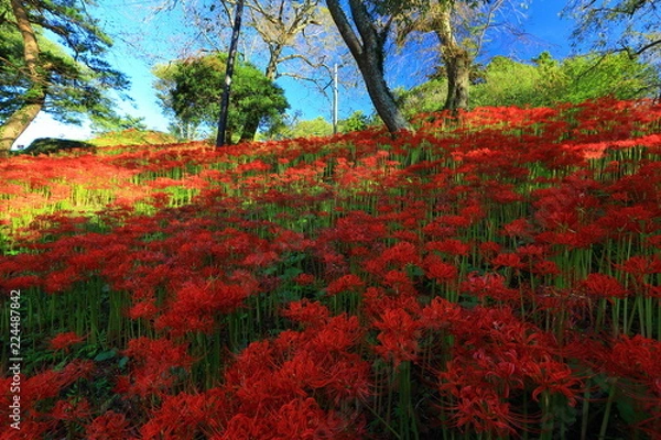 Fototapeta 宮城県　彼岸花群生地