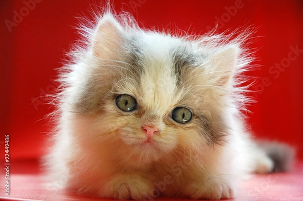 Obraz close up of cute persian kitten with red background