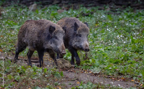 Fototapeta Wild Boar in fall