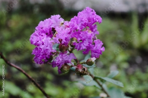 Fototapeta Crape myrtle, Crape flower, Indian lilac (Yi-Cheng) (Lagerstroemia indica L.) on the tree.