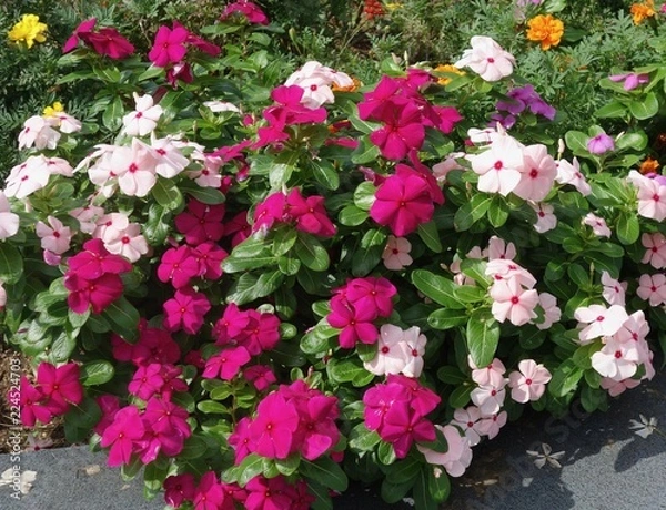 Fototapeta ニチニチソウ