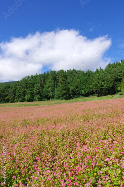 Obraz 赤そば畑（赤そばの里）