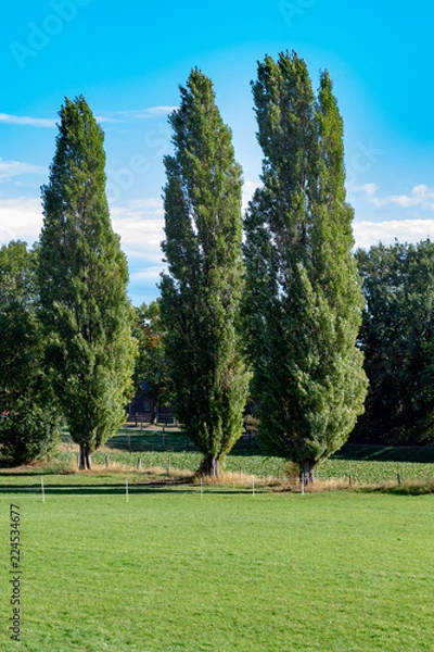 Fototapeta Tall poplar trees under blue sky