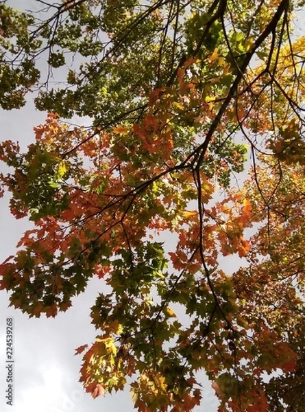 Fototapeta осень листья солнце и тучи