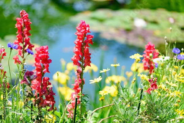 Fototapeta 池と花畑