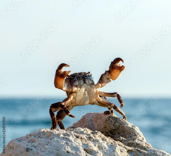 Obraz Krab na dzikiej przyrodę