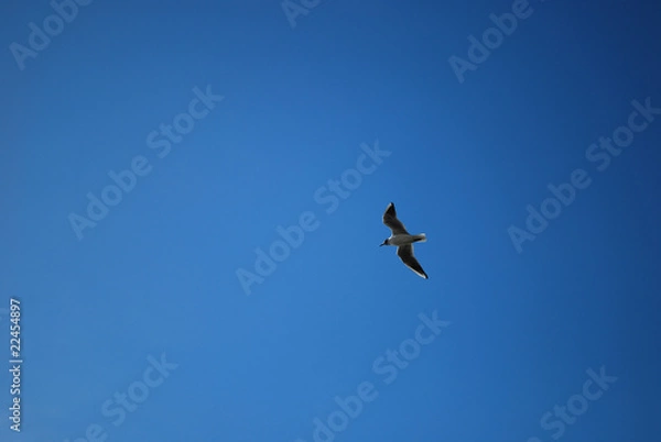 Obraz bird in the sky