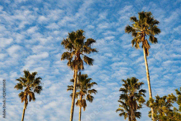Fototapeta 夕方のヤシの木