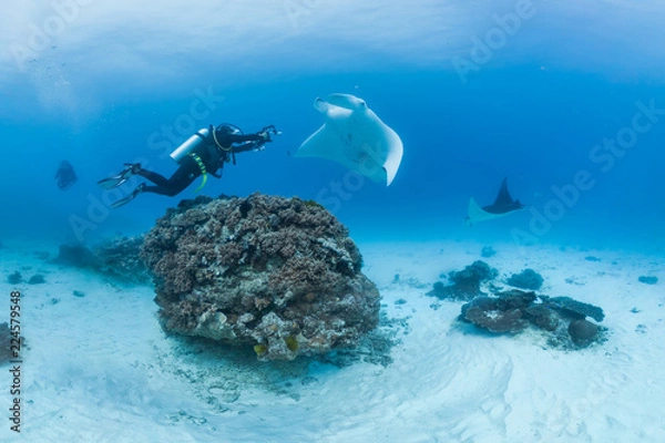 Obraz Manta and diver dance on reef