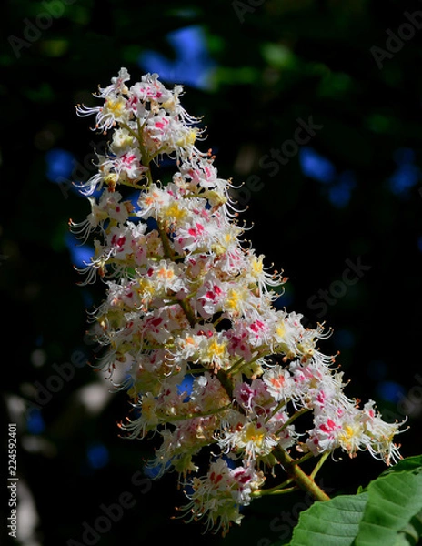 Obraz Chestnut blossoms