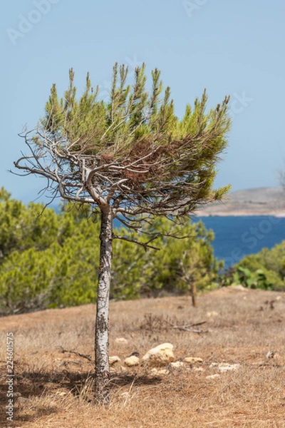 Obraz Small Pinus halepensis, Aleppo pine, evergreen tree. vertical. space for text.