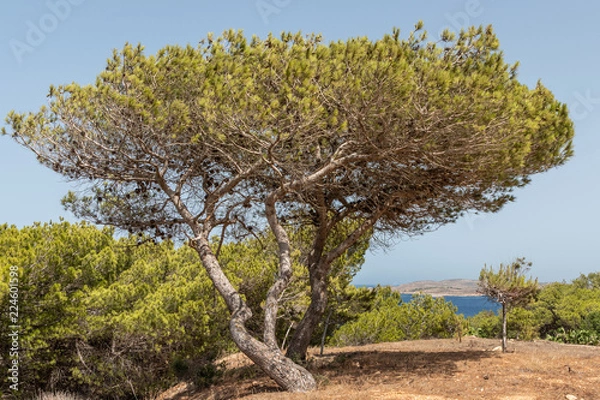 Obraz Pinus halepensis, Aleppo pine, evergreen tree. Horizontal. space for text.
