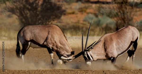 Obraz two oryx fighting for dominance