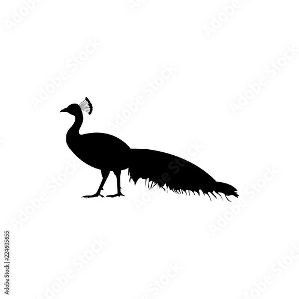 Obraz peacock vector silhouette
