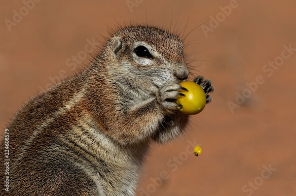 Obraz ground squirrel's Kgalagadi