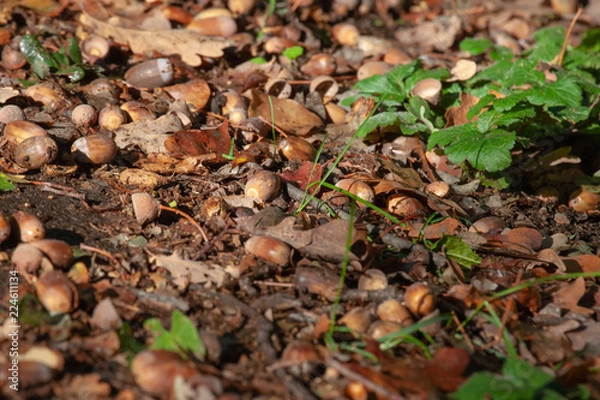 Fototapeta Herbst Eicheln Nüsse