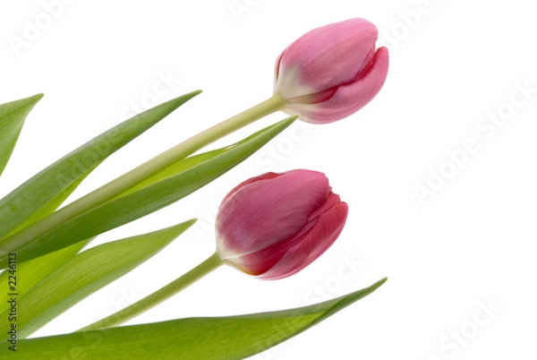 Fototapeta tulips isolated