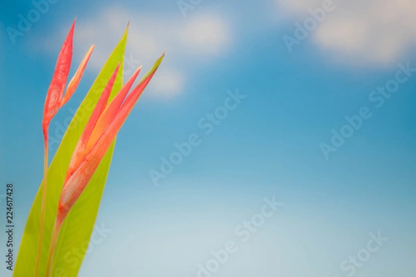 Fototapeta ヘリコニア